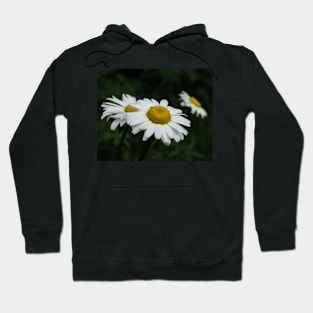 Daisies in bloom Hoodie